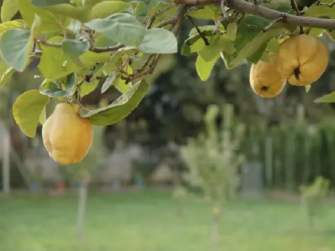 entorno (jardín con membrillero)