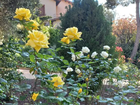 entorno (jardín)