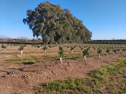 jardin