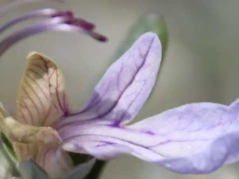 detalle floral del jardín