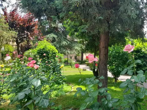 jardín de la casa, con los rosales y los setos recortados