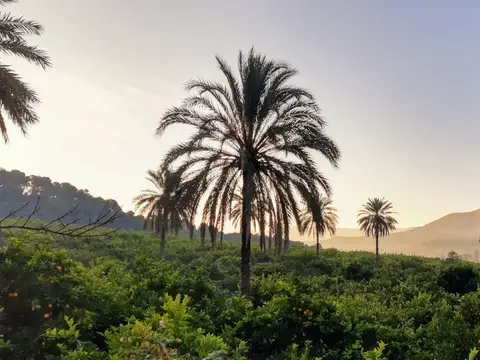 huertos de naranjos y palmeras de la finca al atardecer